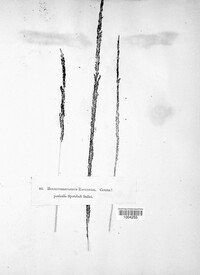 Curvularia ravenelii image